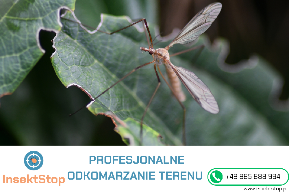 odkomarzanie InsektStop